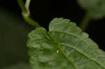 Heartleaf hedgenettle